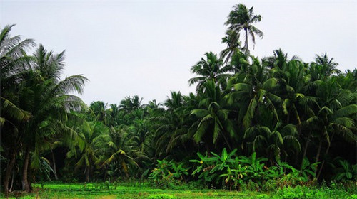 记住主人的生日是什么歌（记住主人的生日是什么歌曲）